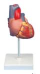 成人心脏解剖模型 型号：SJ/116007