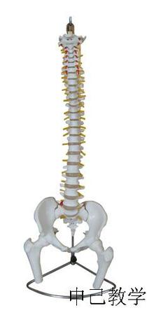 脊柱带盆骨模型（不可弯曲）型号：SJ/11105-1
