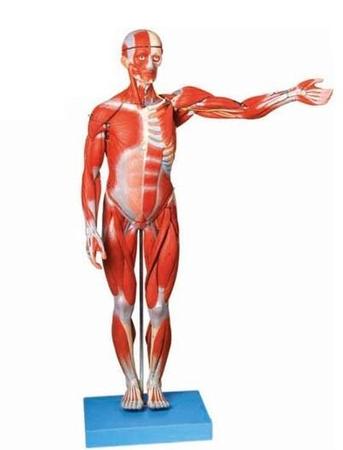 人体全身肌肉解剖模型 型号：SJ/10001-2-3