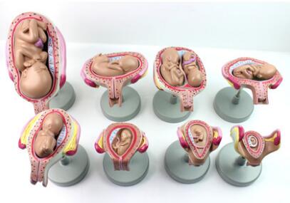 胎儿发育过程模型 型号：SJ/42007-1