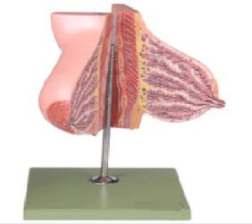 哺乳期女性乳房解剖模型 型号：SJ/115111