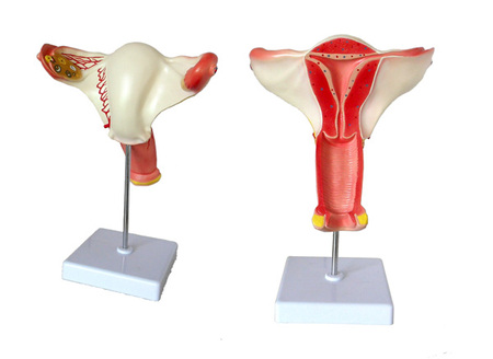 女性内生殖器官模型 型号：SJ/115108