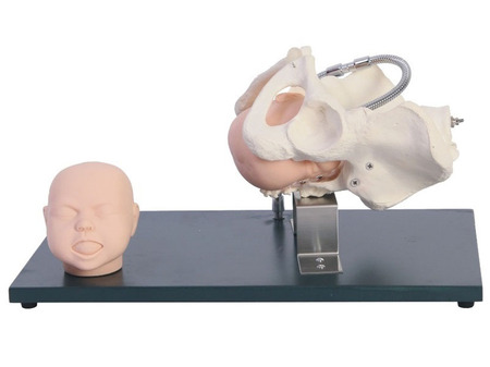  带有胎儿头的骨盆模型 SJ/F23