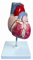 儿童心脏解剖放大模型 型号：SJ/116008