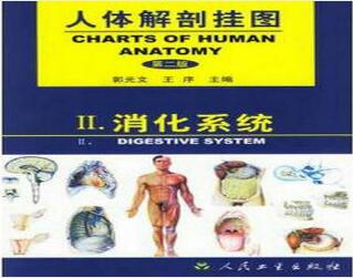  人体解剖挂图-消化系统（25张）型号：纸制