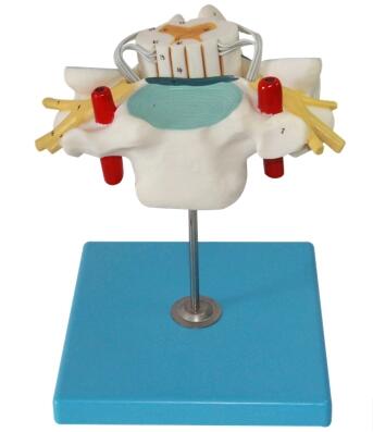 颈椎附脊髓和脊神经放大模型 型号：SJ/118105