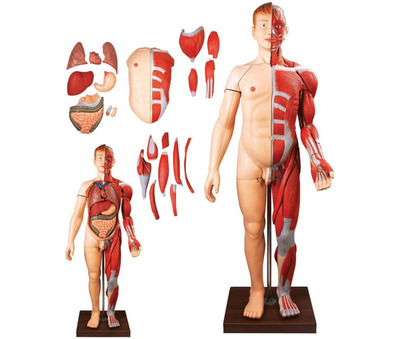  人体全身层次解剖附内脏模型
