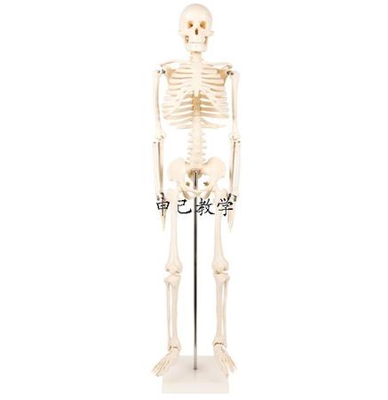 85cm人体骨架模型 型号：SJ/11101-3