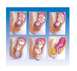 足月胎儿分娩过程模型 型号：SJ/142007