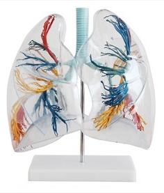 透明肺段模型 型号：SJ/113009