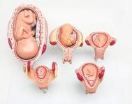 体胚胎发育（5阶段）型号：SJ/142007-3