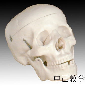 成人头颅骨模型 型号：SJ/11110