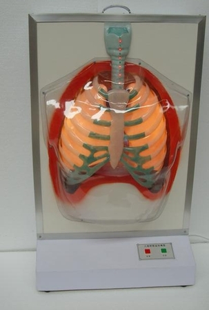 人体呼吸运动模型（Ⅱ） 型号：SJ/118108-2