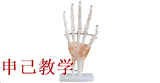 手关节附韧带模型 型号：SJ/11209-3